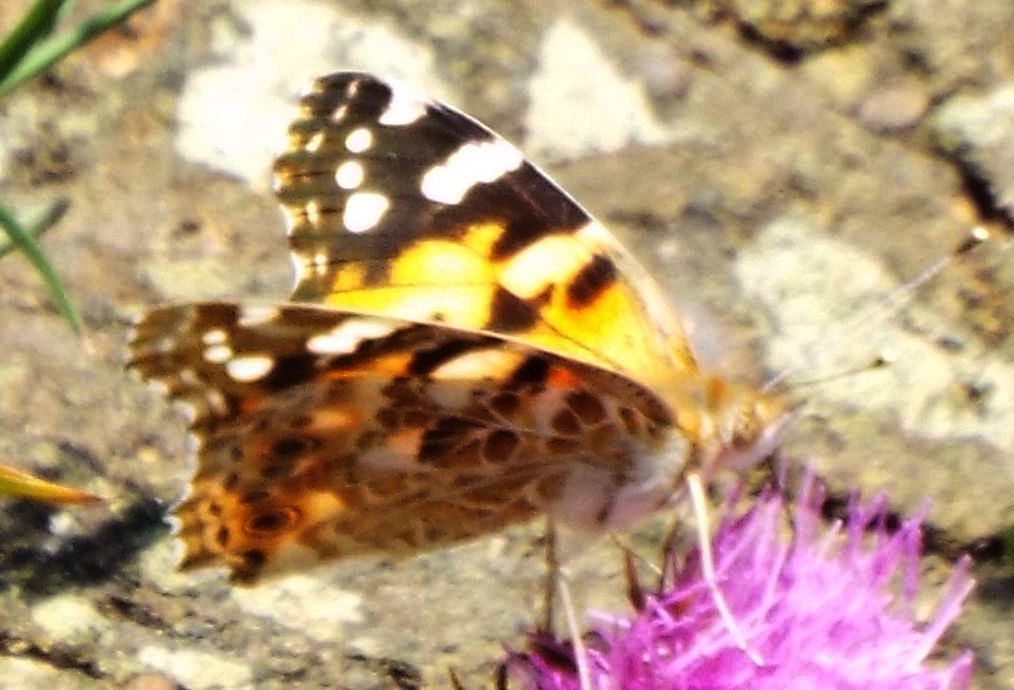 Vanessa cardui e Aglais urticae